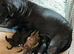 Cane corso puppies