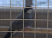 Lovely proven Pair of Java Finch