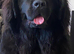 Newfoundland Girl for sale