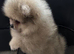 2 Adorable Pomeranian Boys