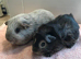 Lovely Tweed Boar and Funky Otter Friend looking for a home