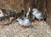 Guinea fowl keets