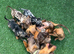 X1 girl miniature Dachshund
