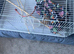Lovely flight cage