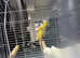 Male Scottish fancy with cage