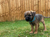 KC BORDER TERRIER