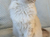 Ragdoll Stud