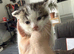 Kitten for a good home