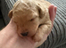 TOY POODLE PUPPIES LOOKING FOR THEIR FOREVER HOMES