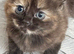 Adorable female kitten