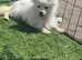 Miniature Pomeranian girl