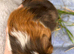 Guinea Pig -Baby Boy