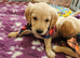 Ready Now! Stunning KC reg golden retriever pups