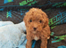 BEAUTIFUL F.1.B PUPPIES