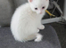 White kitten