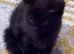 One female half Ragdoll left
