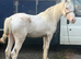 Sabino gelding to make 14’3-15hh