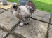 Beautiful silkie cockerel ( FREE ) blue/black hen also available &pound;20