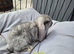 Stunning French lops for sale