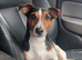 Jack Russell stud dog