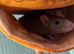 Two 5 month old female fancy rats for sale