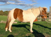 Miniature Shetland filly.