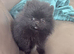 TINY Black Pomeranian female