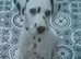 Stunning pure bred Dalmatian pups