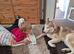 Male husky 2.5 years old