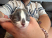 Kittes