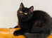 CHAMPION GCCF BLACK BRITISH SHORTHAIR KITTEN