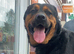 Beautiful Rottweiler Axel