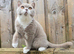 British Shorthair Kittens