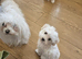 Maltese Girls