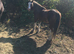 Gelding