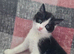 2 Beautiful Female Kittens – Ready Now, Vet Checked & Litter Trained £150 Each