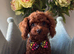 Asian Toy Poodles