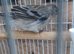 Red Siskin