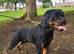 Rottweiler bitch