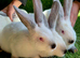Continental giant/ Giants of Transylvania rabbits