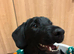Daschaund x Rottweiler age 7+ 1/2 months