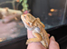 Baby bearded dragon Male