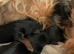 READY NOW&hellip;.MINI YORKSHIRE TERRIERS