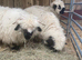 VALAISE WETHER LAMBS