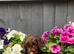 Chocolate cockapoo puppies