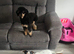 Toy poodle boy