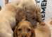 Red Cocker Spaniel Puppies
