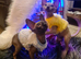 Sphynx kittens