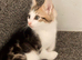 Kittens for sale 9weeks