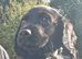 KC Registered working cocker spaniel puppies